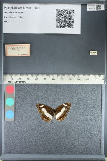 Media type: image;   Entomology 161702
